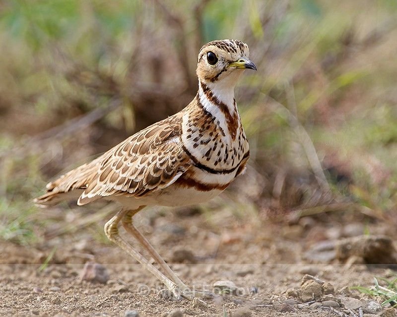 Three-banded Courser